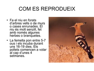 COM ES REPRODUEIX Fa el niu en forats d’arbres vells o de murs o cases enrunades. El niu és molt senzill, fet amb només algunes herbes o branquetes.  La femella pon entre 5-7 ous i els incuba durant uns 16-19 dies. Els pollets comencen a volar al cap d’unes 4 setmanes. 