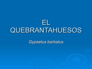 EL QUEBRANTAHUESOS Gypaetus barbatus 