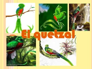 El quetzal
 