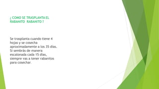 ¿ COMO SE TRASPLANTA EL
RABANITO RABANITO ?
Se trasplanta cuando tiene 4
hojas y se cosecha
aproximadamente a los 35 días.
Si sembrás de manera
escalonada cada 15 días,
siempre vas a tener rabanitos
para cosechar.
 