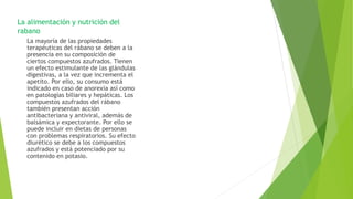 La alimentación y nutrición del
rabano
La mayoría de las propiedades
terapéuticas del rábano se deben a la
presencia en su composición de
ciertos compuestos azufrados. Tienen
un efecto estimulante de las glándulas
digestivas, a la vez que incrementa el
apetito. Por ello, su consumo está
indicado en caso de anorexia así como
en patologías biliares y hepáticas. Los
compuestos azufrados del rábano
también presentan acción
antibacteriana y antiviral, además de
balsámica y expectorante. Por ello se
puede incluir en dietas de personas
con problemas respiratorios. Su efecto
diurético se debe a los compuestos
azufrados y está potenciado por su
contenido en potasio.
 