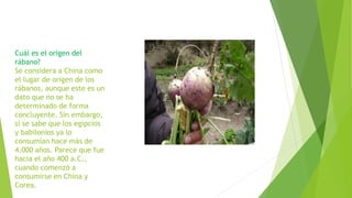 Cuál es el origen del
rábano?
Se considera a China como
el lugar de origen de los
rábanos, aunque este es un
dato que no se ha
determinado de forma
concluyente. Sin embargo,
sí se sabe que los egipcios
y babilonios ya lo
consumían hace más de
4.000 años. Parece que fue
hacia el año 400 a.C.,
cuando comenzó a
consumirse en China y
Corea.
 