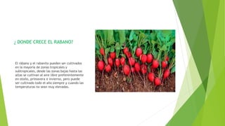 ¿ DONDE CRECE EL RABANO?
El rábano y el rabanito pueden ser cultivados
en la mayoría de zonas tropicales y
subtropicales, desde las zonas bajas hasta las
altas se cultivan al aire libre preferentemente
en otoño, primavera e invierno, pero puede
ser cultivado todo el año siempre y cuando las
temperaturas no sean muy elevadas.
 