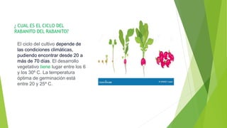 ¿ CUAL ES EL CICLO DEL
RABANITO DEL RABANITO?
El ciclo del cultivo depende de
las condiciones climáticas,
pudiendo encontrar desde 20 a
más de 70 días. El desarrollo
vegetativo tiene lugar entre los 6
y los 30º C. La temperatura
óptima de germinación está
entre 20 y 25º C.
 