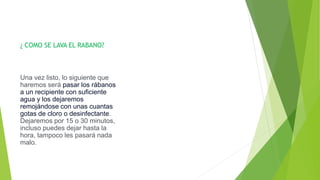¿ COMO SE LAVA EL RABANO?
Una vez listo, lo siguiente que
haremos será pasar los rábanos
a un recipiente con suficiente
agua y los dejaremos
remojándose con unas cuantas
gotas de cloro o desinfectante.
Dejaremos por 15 o 30 minutos,
incluso puedes dejar hasta la
hora, tampoco les pasará nada
malo.
 