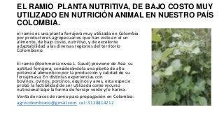 EL RAMIO PLANTA NUTRITIVA, DE BAJO COSTO MUY
UTILIZADO EN NUTRICIÓN ANIMAL EN NUESTRO PAÍS
COLOMBIA.
el ramio es una planta forrajera muy utilizada en Colombia
por productores agropecuarios que han visto en el un
alimento, de bajo costo, nutritivo, y de excelente
adaptabilidad a las diversas regiones del territorio
Colombiano.
El ramio (Boehmeria nivea L. Gaud) proviene de Asia su
aptitud forrajera, considerándola una planta de alto
potencial alimenticio por la producción y calidad de su
forrajimasa. En distintas experiencias con
bovinos, ovinos, porcinos, equinos y aves, esta especie
probó la factibilidad de ser utilizada como recurso
nutricional bajo la forma de forraje verde y/o harina.
Venta de raíces de ramio para propagación en Colombia:
agrocolombiano@gmail.com cel: 3128814212

 