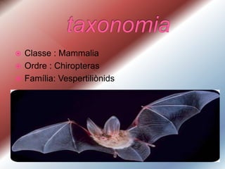  Classe : Mammalia
 Ordre : Chiropteras
 Família: Vespertiliònids
 Família: Vespertiliònids
 