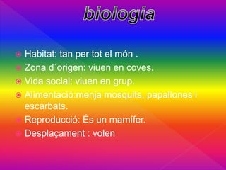  Habitat: tan per tot el món .
 Zona d´origen: viuen en coves.
 Vida social: viuen en grup.
 Alimentació:menja mosquits, papallones i
escarbats.
 Reproducció: És un mamífer.
 Desplaçament : volen
 