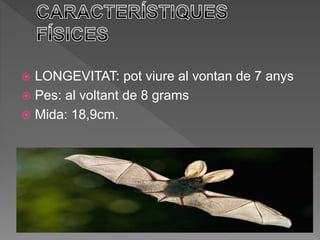  LONGEVITAT: pot viure al vontan de 7 anys
 Pes: al voltant de 8 grams
 Mida: 18,9cm.
 