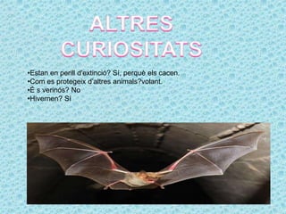•Estan en perill d'extinció? Sí, perquè els cacen.
•Com es protegeix d’altres animals?volant.
•É s verinós? No
•Hivernen? Sí
 