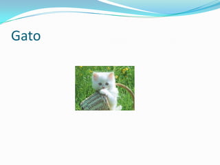 Gato