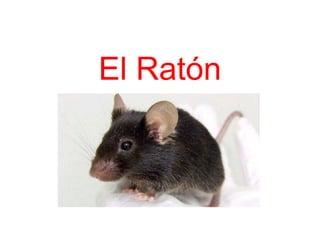 El Ratón
 
