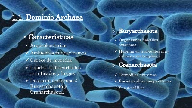 El árbol de la vida