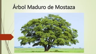 Árbol Maduro de Mostaza
 