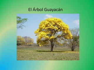 El Árbol Guayacán

 