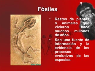 Fósiles
    •   Restos de plantas
        o animales que
        vivieron     hace
        muchos millones
        de años.
    •   Son una fuente de
        información y la
        evidencia de los
        procesos
        evolutivos de las
        especies.
 