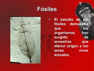 Fósiles
    •   El estudio de los
        fósiles demuestra
        que              los
        organismos      han
        surgido           de
        ancestros       que
        dieron origen a lso
        seres         vivos
        actuales.
 