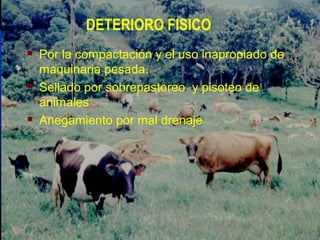 DETERIORO FISICO
 Por la compactación y el uso inapropiado de
maquinaria pesada.
 Sellado por sobrepastoreo y pisoteo de
animales
 Anegamiento por mal drenaje
 