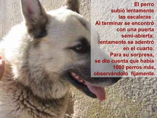 El perro  subió lentamente  las escaleras .  Al terminar   se encontró  con una puerta  semi-abierta;  lentamente se adentró   en   el cuarto.  Para su sorpresa,  se dio cuenta que había  1000 perros más, observándolo  fijamente. 