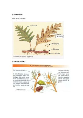2) PTERIDÒFITS
Parts d’una falguera
3) GIMNOSPERMES
(Espores)
 