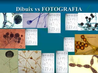 Dibuix vs FOTOGRAFIA 
