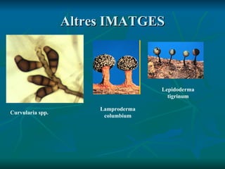 Altres IMATGES Curvularia spp. Lamproderma columbium Lepidoderma tigrinum 