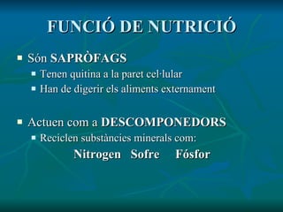 FUNCIÓ DE NUTRICIÓ Són  SAPRÒFAGS Tenen quitina a la paret cel·lular Han de digerir els aliments externament Actuen com a  DESCOMPONEDORS Reciclen substàncies minerals com:  Nitrogen  Sofre  Fósfor 