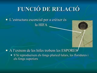 FUNCIÓ DE RELACIÓ L’estructura escencial per a créixer és  la HIFA A l’extrem de les hifes trobem les ESPORES S’hi reprodueixen els fongs pluricel·lulars, les floridures i els fongs superiors 