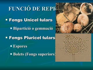 FUNCIÓ DE REPRODUCCIÓ Fongs Unicel·lulars Bipartició o gemmació Fongs Pluricel·lulars Espores Bolets (Fongs superiors) 