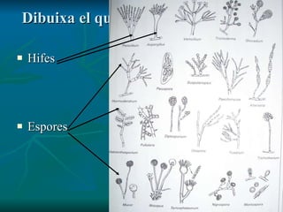 Dibuixa el que veguis i identifica les parts Hifes Espores 