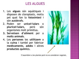 LES ALGUES
1. Les algues són aquàtiques i
disposen de cloroplasts, motiu
pel qual fan la fotosíntesi i
són autòtrofs.
2. Poden ser unicel·lulars o
pluricel·lulars, però són
organismes molt primitius.
3. Serveixen d’aliment per a
molts animals.
4. Les persones les utilitzem a
la cuina i també per fabricar
medicaments, adobs i altres
productes químics.
S’assemblen a les plantes però no es consideren vegetals.
 