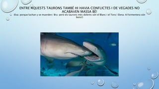 ENTRE AQUESTS TAURONS TAMBÉ HI HAVIA CONFLICTES I DE VEGADES NO
ACABAVEN MASSA BÉ!
(Eva: porque luchan y se muerden/ Bru: però els taurons més dolents són el Blanc i el Toro/ Elena: A Formentera són
bons!)
 