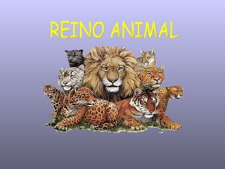 REINO ANIMAL 