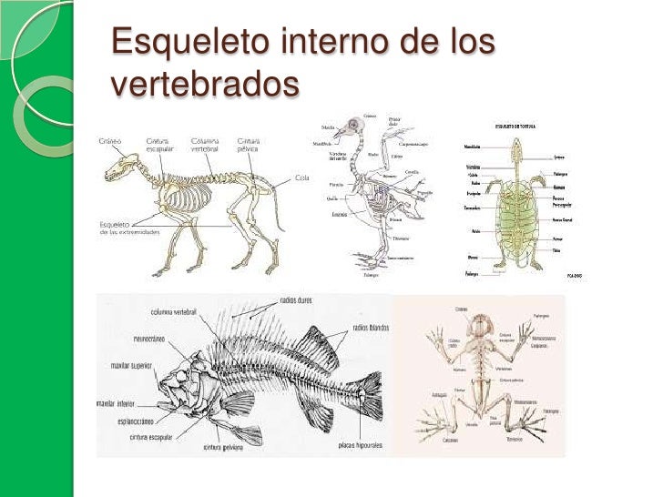 El reino animal