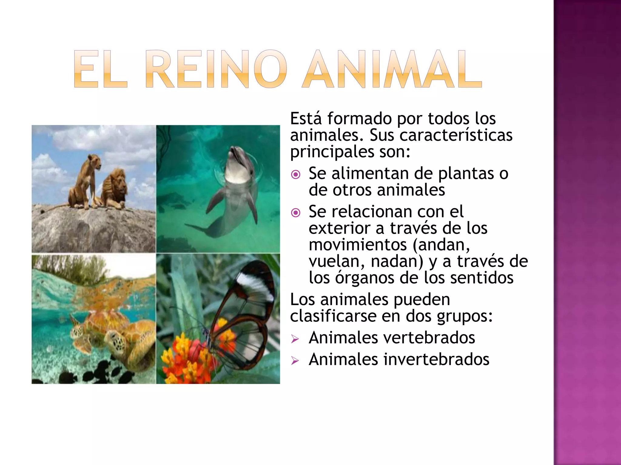 El Reino Animal | PPTX