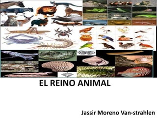 EL REINO ANIMAL
Jassir Moreno Van-strahlen

 