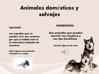 Animales domésticos y
salvajes
DOMESTICOS :
Son animales que pueden
convivir con nosotros y
nos dan beneficios .
Escucha algunos de estos
SALVAJES :
son aquellos que no
pueden vivir con nosotros
por que su habita esta el
la naturaleza alejados de
nosotros .
Mira algunos de animales
salvajes en el video
 