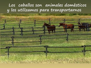 Los caballos son animales domésticos
y los utilizamos para transportarnos
 