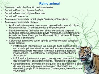 Reino animal
• Resumen de la clasificación de los animales
• Subreino Parazoa: phylum Porifera
• Subreino Mesozoa: phylum Mesozoa
• Subreino Eumetazoa
• Animales con simetría radial: phyla Cnidaria y Ctenophora
• Animales con simetría bilateral:
– Acelomados (animales que carecen de cavidad corporal): phyla
Platyhelminthes, Gnathostomulida y Rhynchocoela.
– Seudocelomados (animales con el tipo de cavidad corporal
conocida como seudoceloma): phyla Nematoda, Nematomorpha,
Acanthocephala, Kinorhyncha, Gastrotrichia, Loricifera, Rotifera,
Priapulida y Entoprocta.
– Celomados (animales con el tipo de cavidad corporal conocida
como celoma).
• Protostomos (animales en los cuales la boca aparece en o
cerca de la primera abertura que se forma en el embrión en
desarrollo): phyla Mollusca, Annelida, Sipuncula, Echiura,
Pogonophora, Pentastomida, Tardigrada, Onychophora y
Arthropoda.
• Lofoforados (protostomos pero con algunas características de
deuteróstomos): phyla Brachiopoda, Phoronida y Bryozoa.
• Deuteróstomos (animales en los que el ano aparece en o cerca
de la primera abertura que se forma en el embrión en
desarrollo): phyla Echinodermata, Chaetognata, Hemichordata
y Chordata.
 