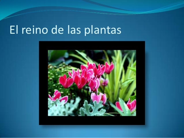 El Reino De Las Plantas El Reino De Las Plantas