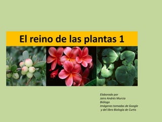 El reino de las plantas 1
Elaborado por
Jairo Andrés Murcia
Biólogo
Imágenes tomadas de Google
y del libro Biología de Curtis
 