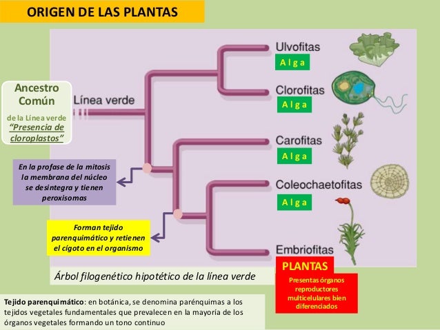 El reino de las plantas