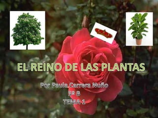 EL REINO DE LAS PLANTAS Por Paula Carrera Nuño 5º B TEMA 1 