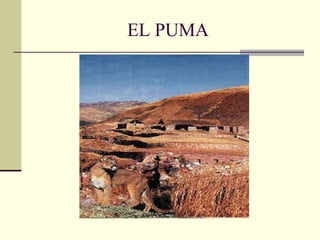 EL PUMA 
