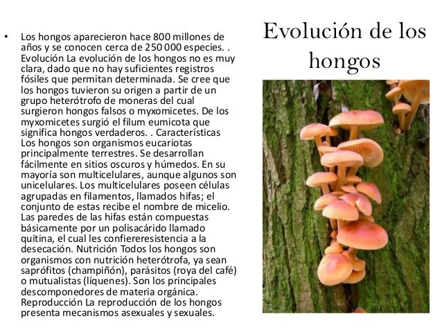 El reino de los hongos