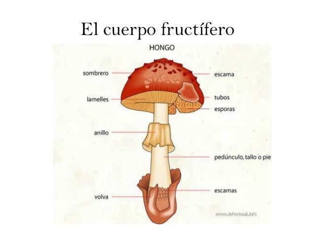 Los preparados antimicéticos al tratamiento del hongo del pies