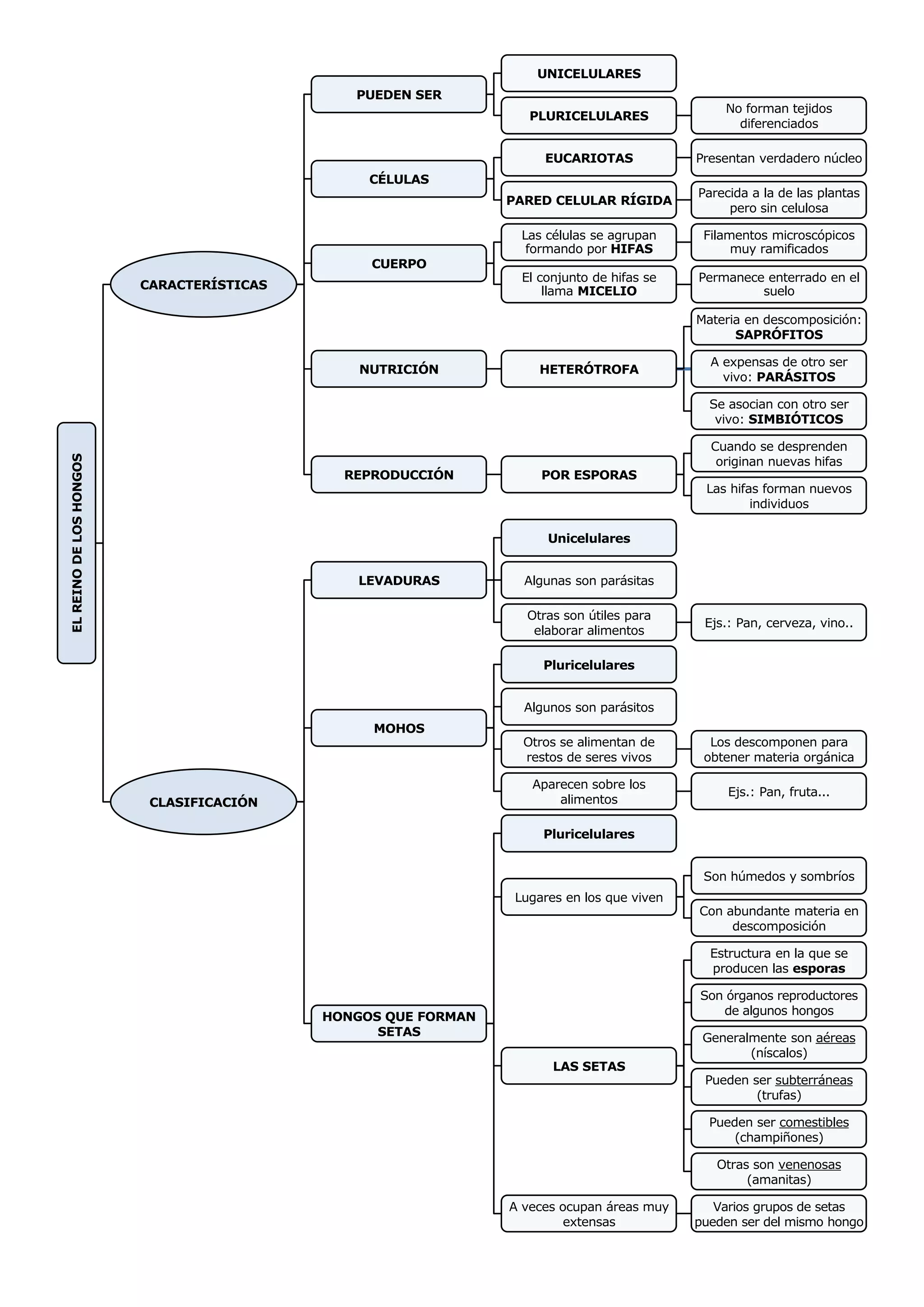 El reino de los hongos esquema 1ºESO | PDF