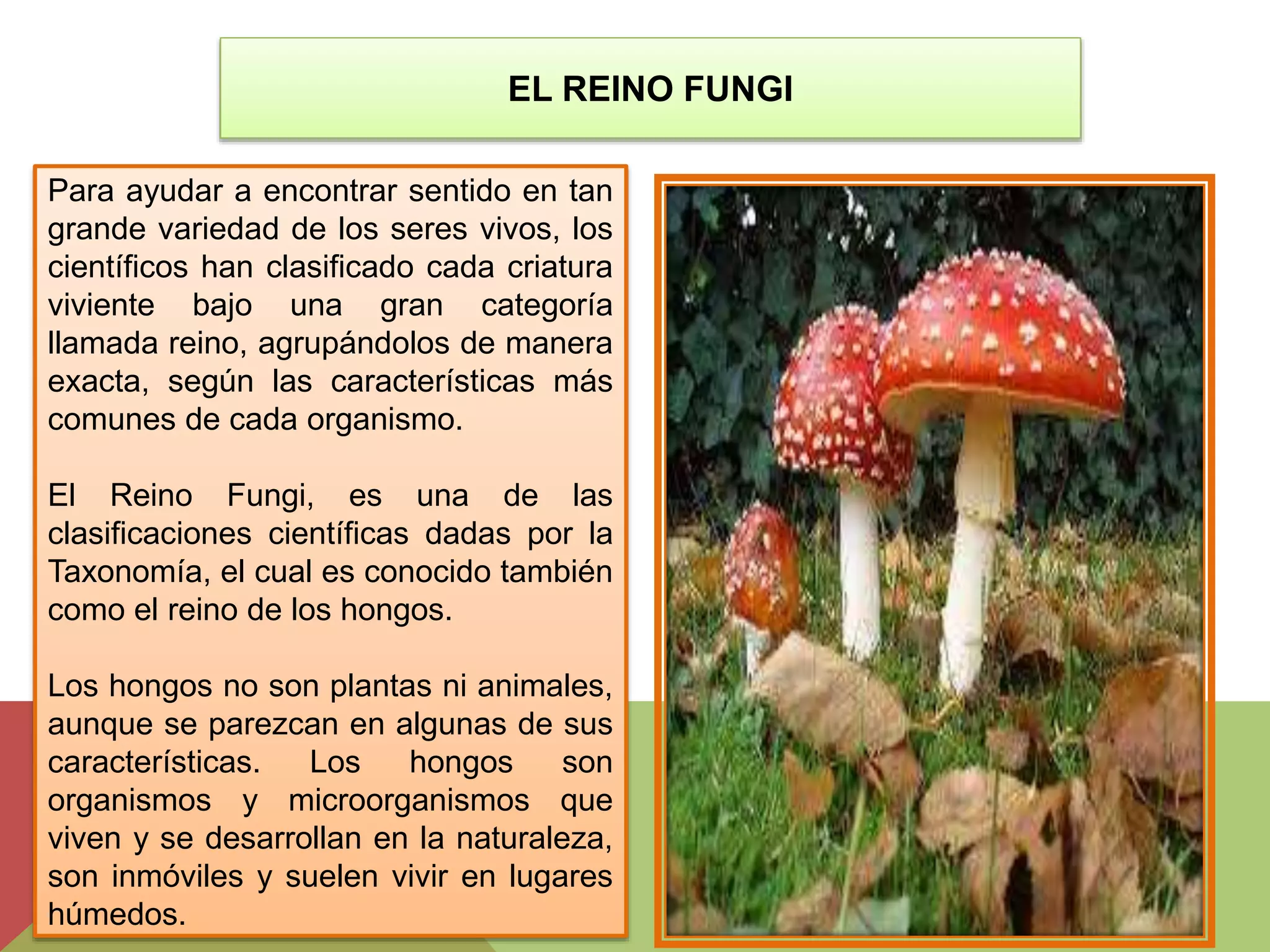 El reino fungi (hongos) | PPTX
