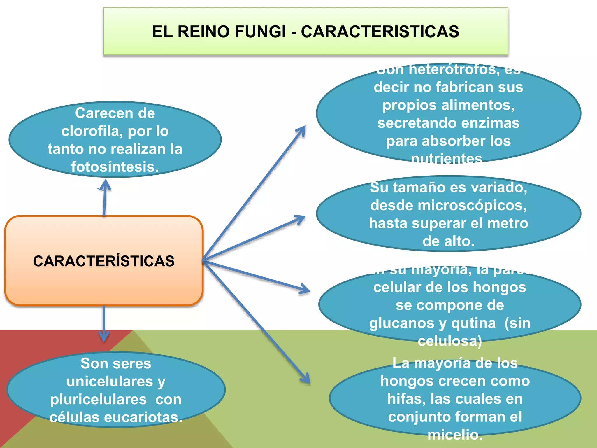 El reino fungi (hongos) | PPTX