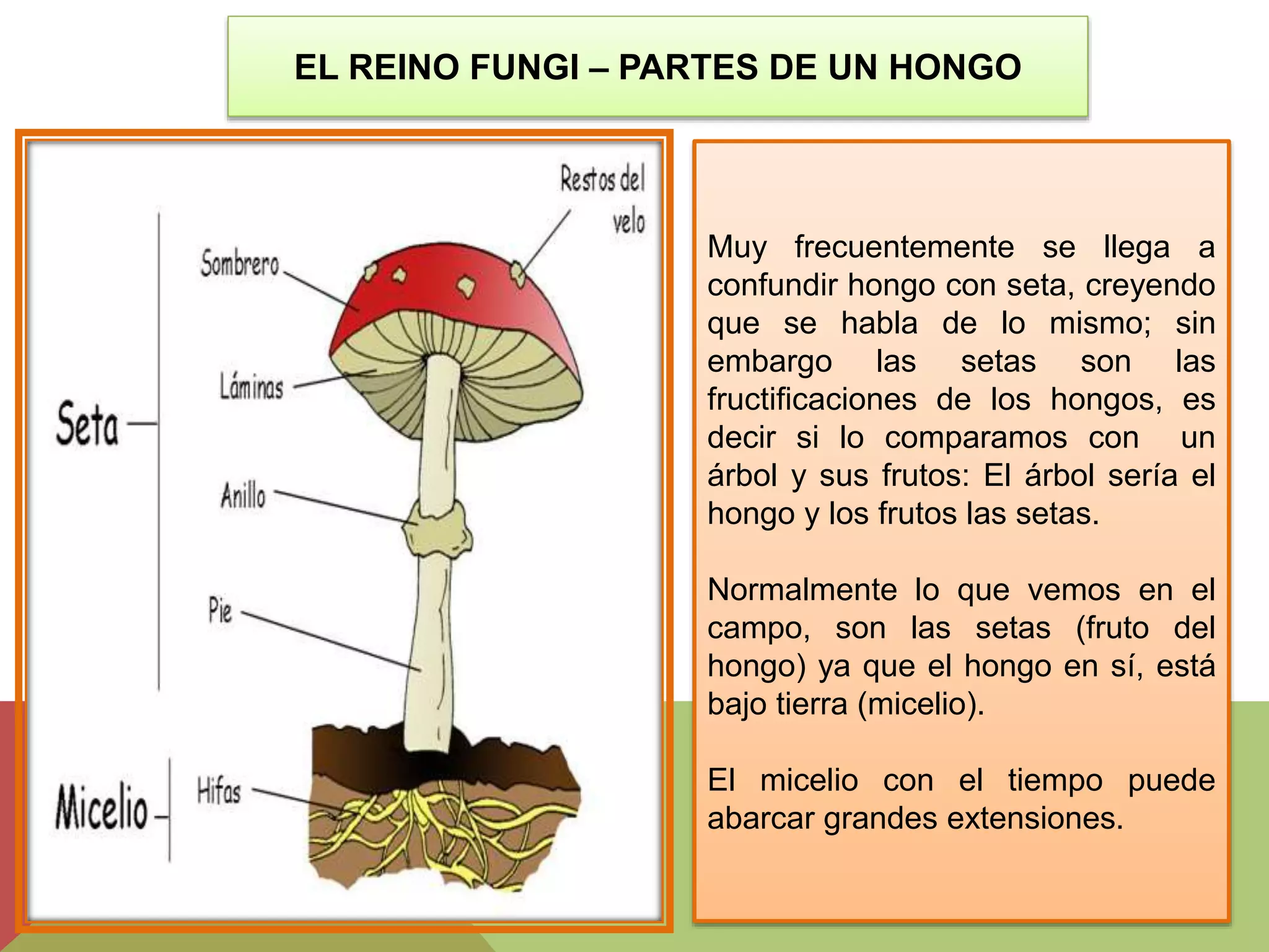 El reino fungi (hongos) | PPTX